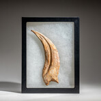 Genuine Natural Spinosaurus Foot Claw in Display Case // 92.7g