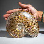 Genuine Polished Calcified Ammonite in Acrylic Display Stand // 2.3lb