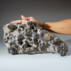 Genuine Natural Fossilized Ammonite Cluster in Acrylic Display Stand // 11lb