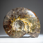 Genuine Polished Calcified Ammonite in Acrylic Display Stand // 4.24lb