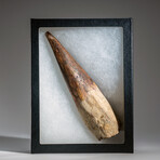 Genuine Natural Spinosaurus Tooth in Display Case