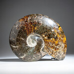 Genuine Polished Calcified Ammonite in Acrylic Display Stand // 4.07lb