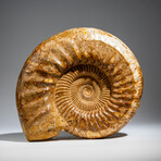 Genuine Polished Calcified Ammonite in Acrylic Display Stand // 10.88lb