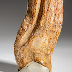 Genuine Natural Spinosaurus Foot Claw in Display Case // 92.7g