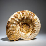 Genuine Polished Calcified Ammonite in Acrylic Display Stand // 7.73lb