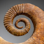 Genuine Natural Fossilized Heteromorph Ammonite // 11.08lb