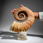 Genuine Natural Fossilized Heteromorph Ammonite // 11.75lb