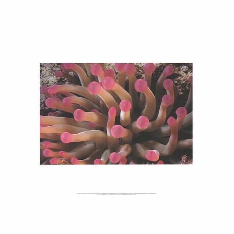 Leni Riefenstahl // Tentacles of Giant Anemone Stoichactis // 2002 Offset Lithograph