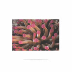 Leni Riefenstahl // Tentacles of Giant Anemone Stoichactis // 2002 Offset Lithograph