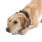 Pendleton Jingle Dog Collar // MacCormick (Small)