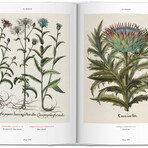 Basilius Besler. Florilegium. The Book of Plants