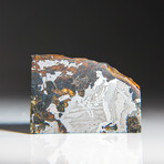 Genuine Natural Seymchan Pallasite Meteorite Slice with Acrylic Display Stand // 39g