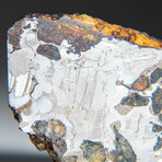 Genuine Natural Seymchan Pallasite Meteorite Slice with Acrylic Display Stand // 46.2g