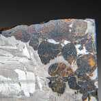 Genuine Natural Seymchan Pallasite Meteorite Slice with Acrylic Display Stand // 39g