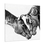 Kindred Colts Frameless Free Floating Reverse Printed Tempered Art Glass Wall Art