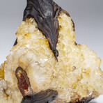 Genuine Ametrine Clustered Gemstone Tree on Citrine Matrix // The Harmony Tree // 5lb