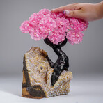 Genuine Rose Quartz Clustered Gemstone Tree on Citrine Matrix // The Comfort Tree // 6lb