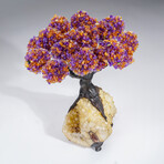 Genuine Ametrine Clustered Gemstone Tree on Citrine Matrix // The Harmony Tree // 5lb