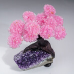 Genuine Rose Quartz Clustered Gemstone Tree on Amethyst matrix // The Love Tree // 4.0lb