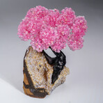 Genuine Rose Quartz Clustered Gemstone Tree on Citrine Matrix // The Comfort Tree // 6lb