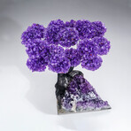 Genuine Amethyst Clustered Gemstone Tree on Amethyst Matrix // The Protection Tree // 4.5lb