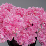 Genuine Rose Quartz Clustered Gemstone Tree on Citrine Matrix // The Comfort Tree // 6lb