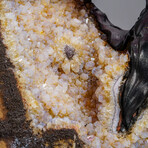 Genuine Rose Quartz Clustered Gemstone Tree on Citrine Matrix // The Comfort Tree // 6lb