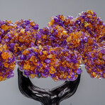 Custom Genuine Ametrine Clustered Gemstone Tree on Amethyst Matrix // The Harmony Tree // 6.5lb