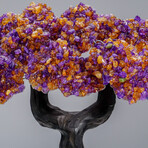 Genuine Ametrine Clustered Gemstone Tree on Citrine Matrix // The Harmony Tree // 5lb