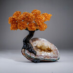 Genuine Citrine Clustered Gemstone Tree on Citrine Matrix // The Calming Tree // 4.1lb