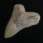 5.07" High Quality Serrated Megalodon Tooth