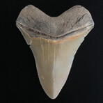 5.07" High Quality Serrated Megalodon Tooth