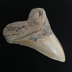 5.07" High Quality Serrated Megalodon Tooth