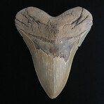 5.07" High Quality Serrated Megalodon Tooth
