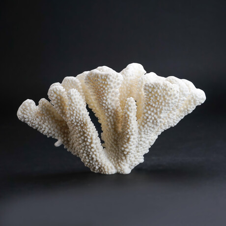 Genuine Cat's Paw Coral V.2 // 1.2lb