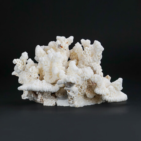 Genuine Stem Coral V.1 // 3.7lb