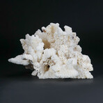 Genuine Stem Coral V.1 // 3.7lb
