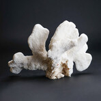 Genuine Cat's Paw Coral V.1 // 1.2lb