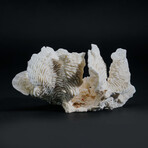 Genuine Lettuce Coral // 0.7lb