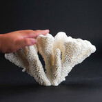 Genuine Cat's Paw Coral V.2 // 1.2lb