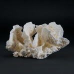 Genuine Lettuce Coral // 0.7lb