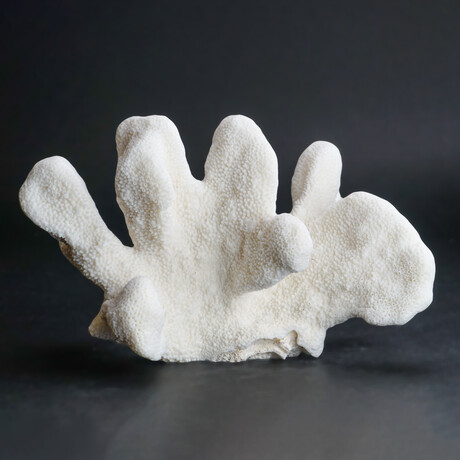 Genuine Cat's Paw Coral // 2lb
