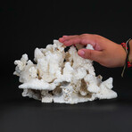 Genuine Stem Coral V.1 // 3.7lb