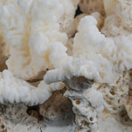 Genuine Stem Coral V.1 // 3.7lb