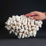 Genuine Stem Coral // 3.5lb