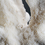 Genuine Cat's Paw Coral V.1 // 1.2lb