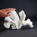 Genuine Cat's Paw Coral V.1 // 1.2lb