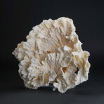 Genuine Lettuce Coral // 1.5lb