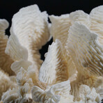 Genuine Lettuce Coral // 0.7lb