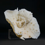 Genuine Lettuce Coral // 0.9lb